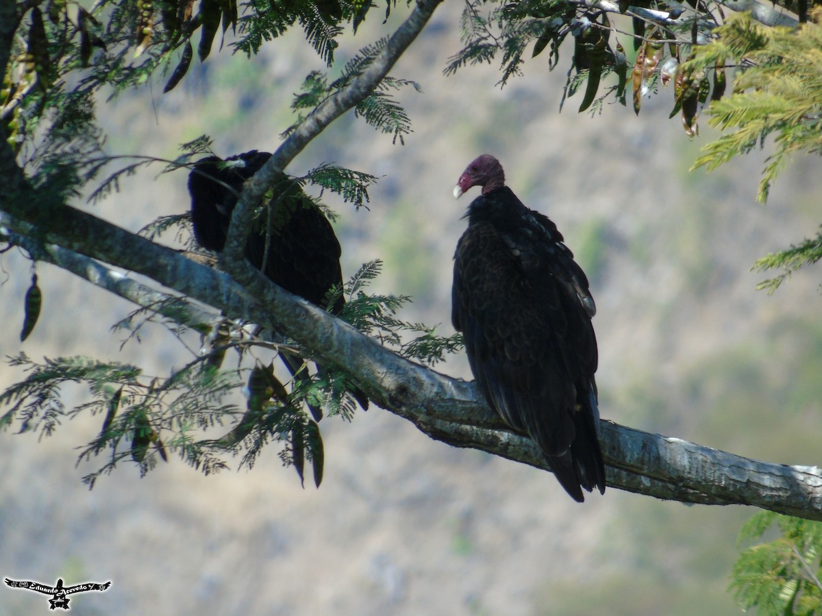 Turkey Vulture - ML137708931