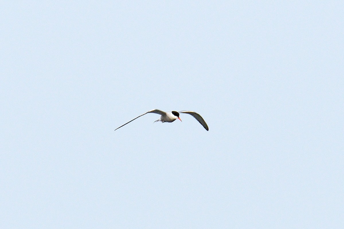 Common Tern - ML137710541
