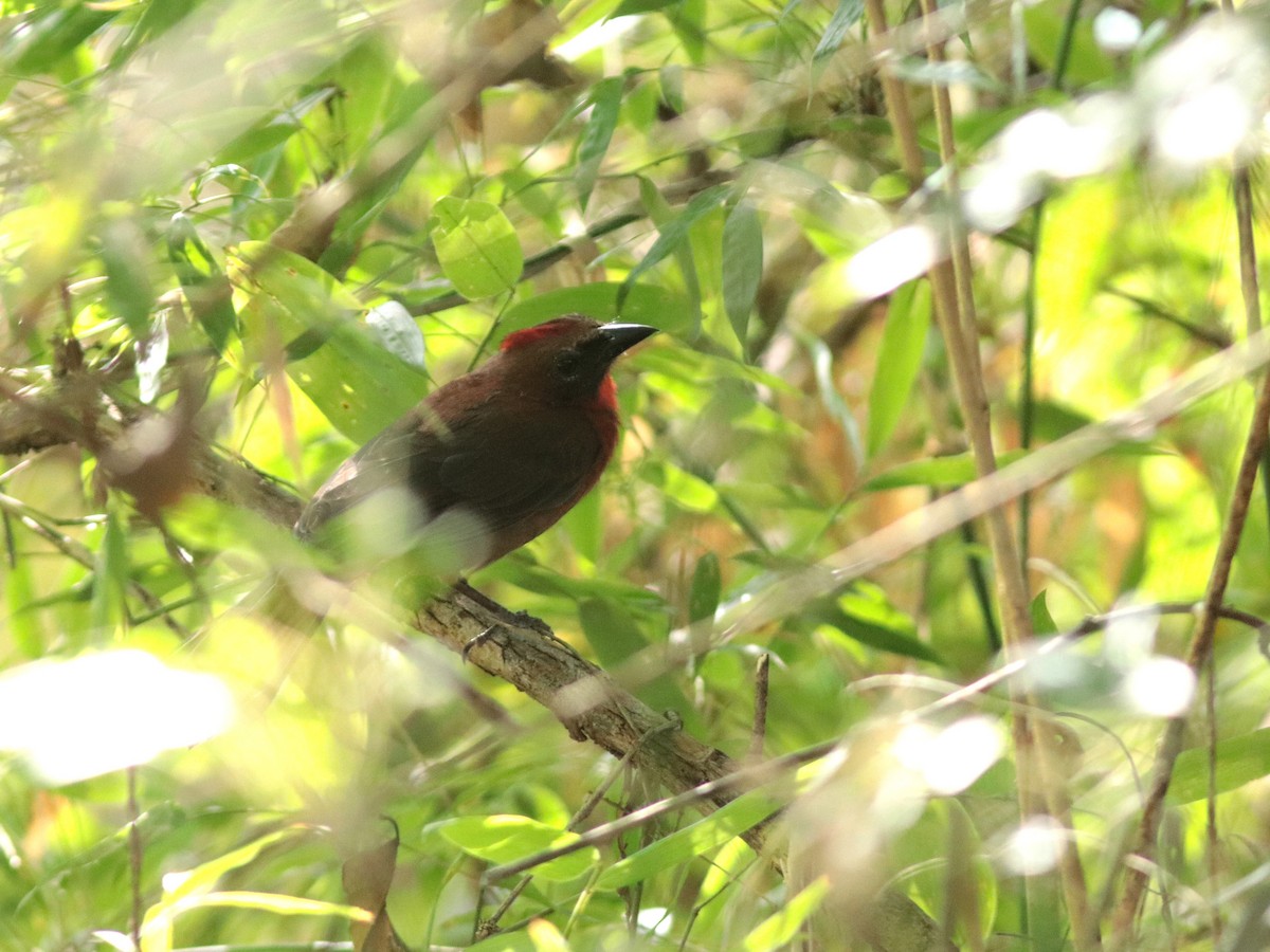 Red-throated Ant-Tanager - ML137712511