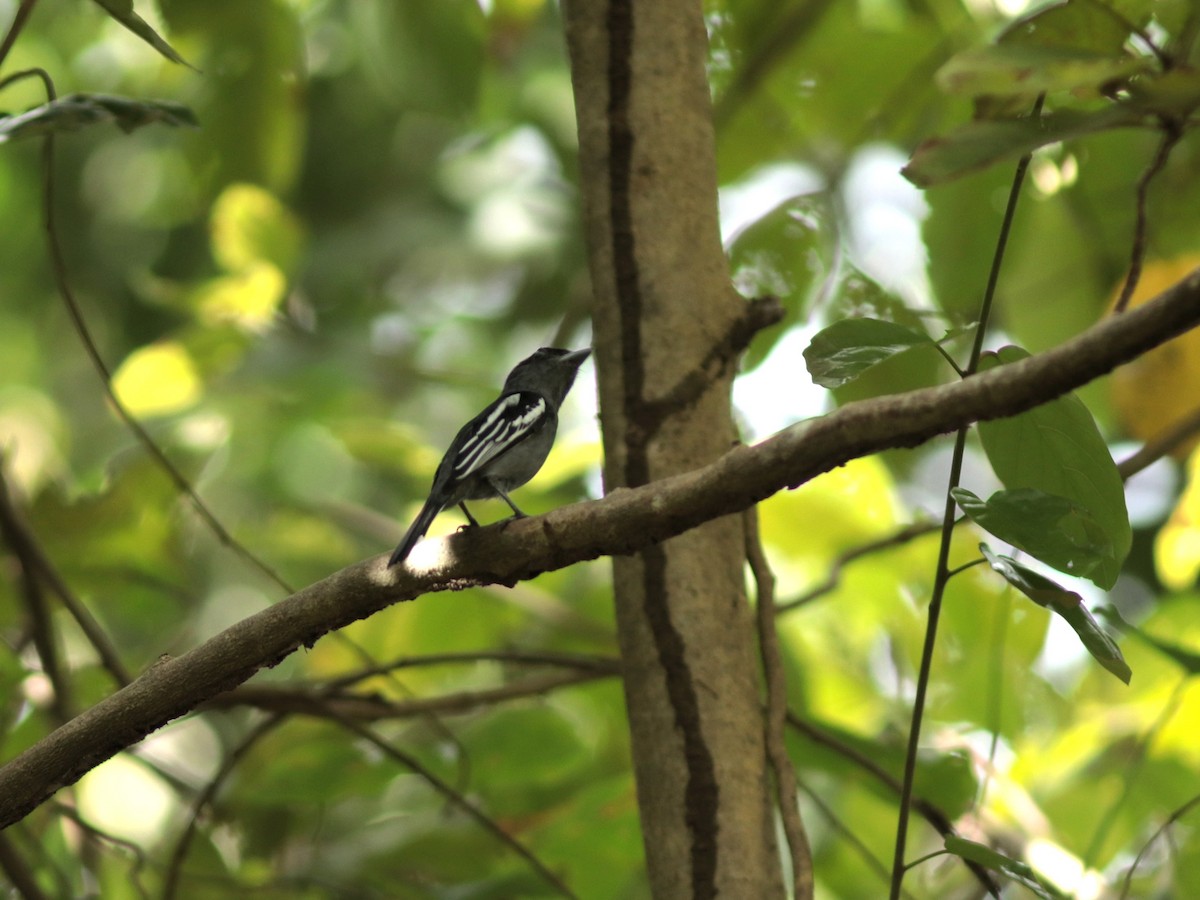 White-winged Becard - ML137712661