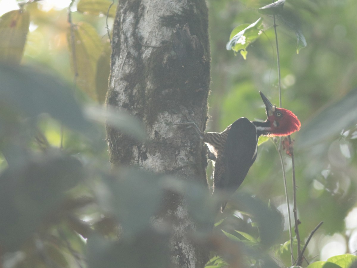 Crimson-crested Woodpecker - ML137712991