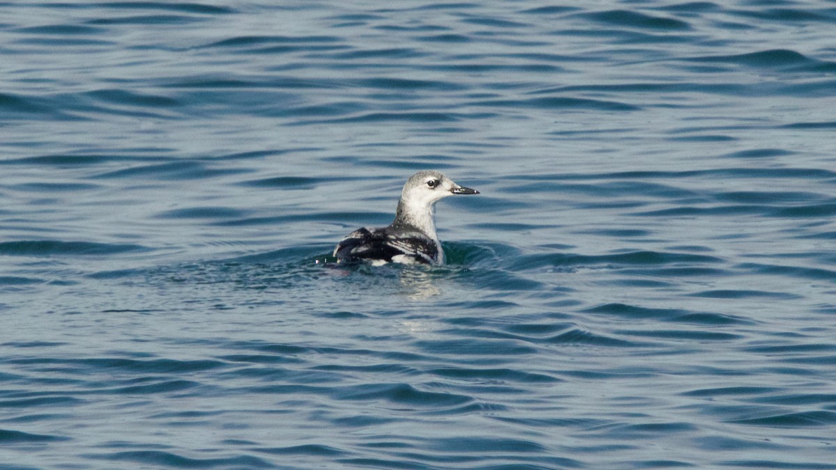 Black Guillemot - ML137714401