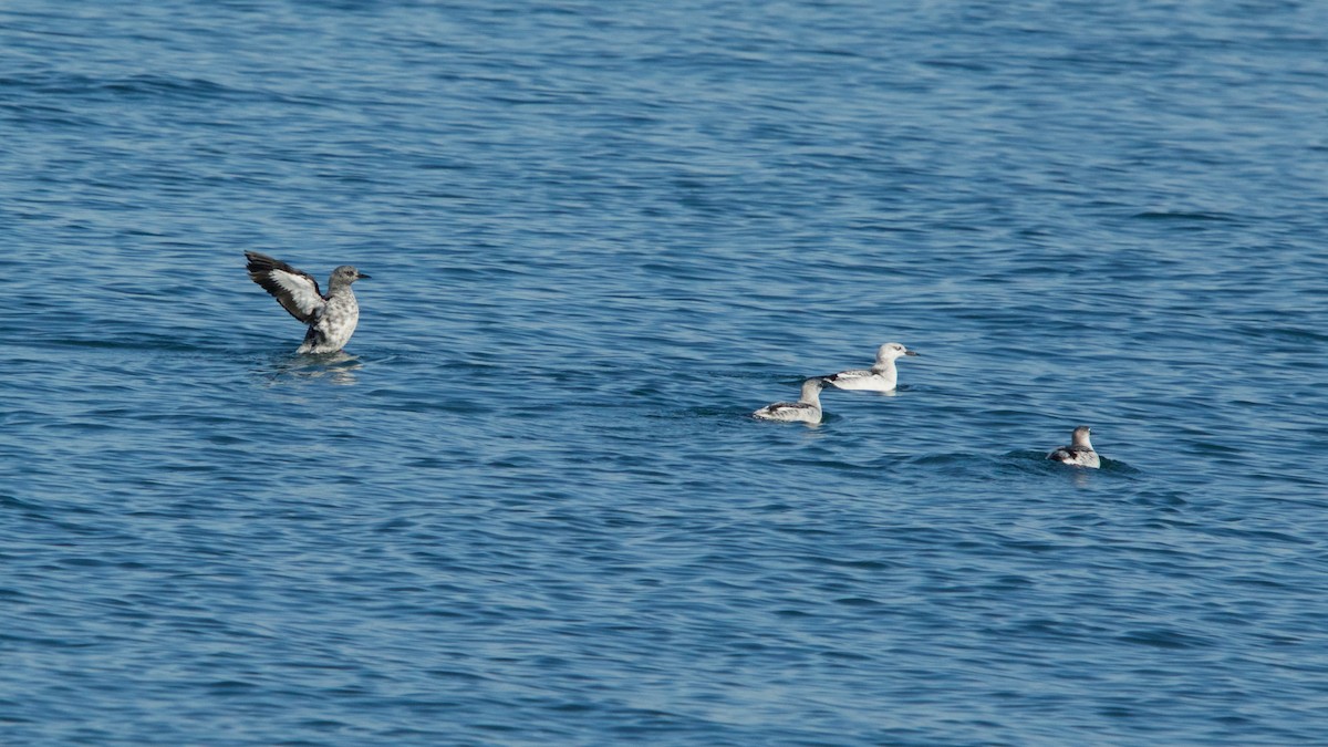 Black Guillemot - ML137714451