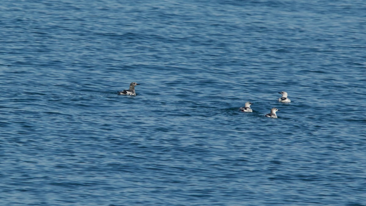 Black Guillemot - ML137714471