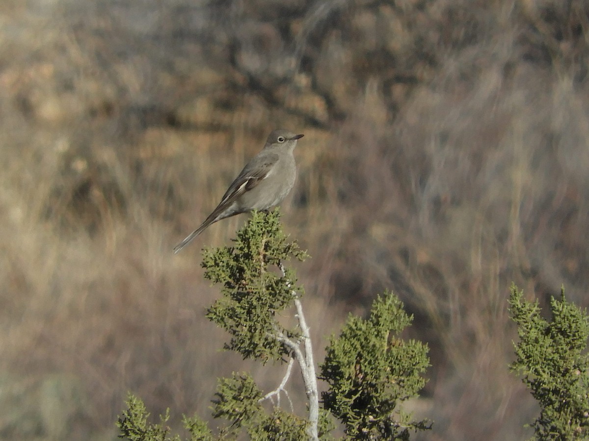 Solitaire de Townsend - ML137716101