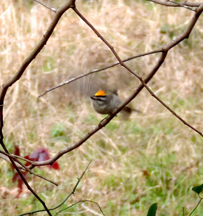 Golden-crowned Kinglet - Jay Huner