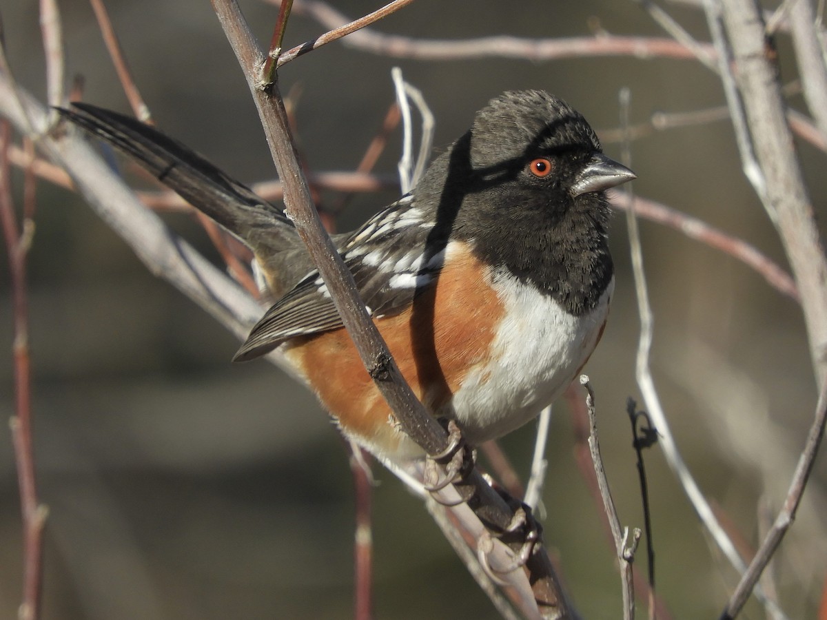 Tohi tacheté - ML137716251