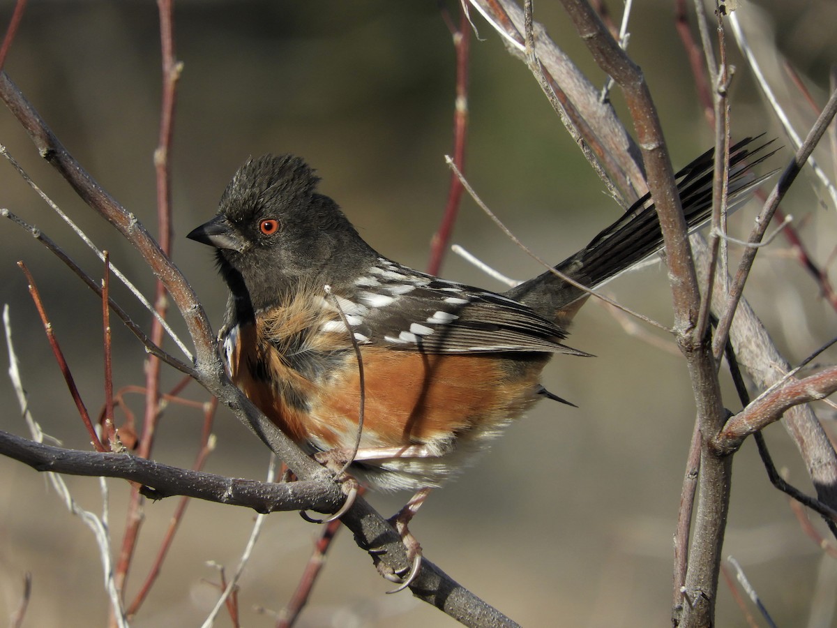 Tohi tacheté - ML137716261