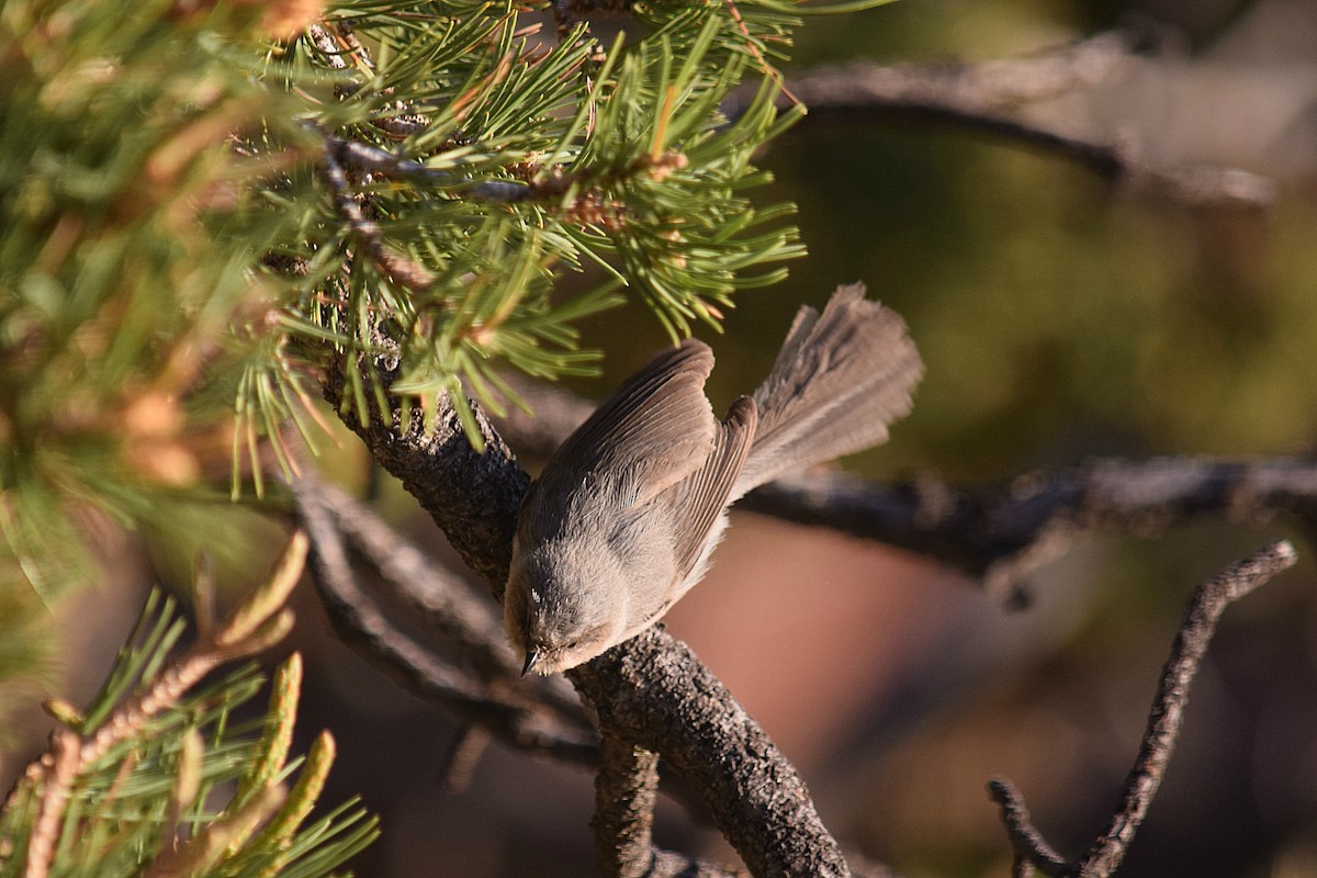 Bushtit - Hugh Barger