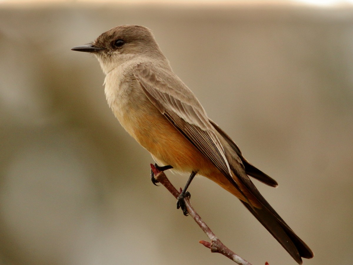 Say's Phoebe - ML137718061