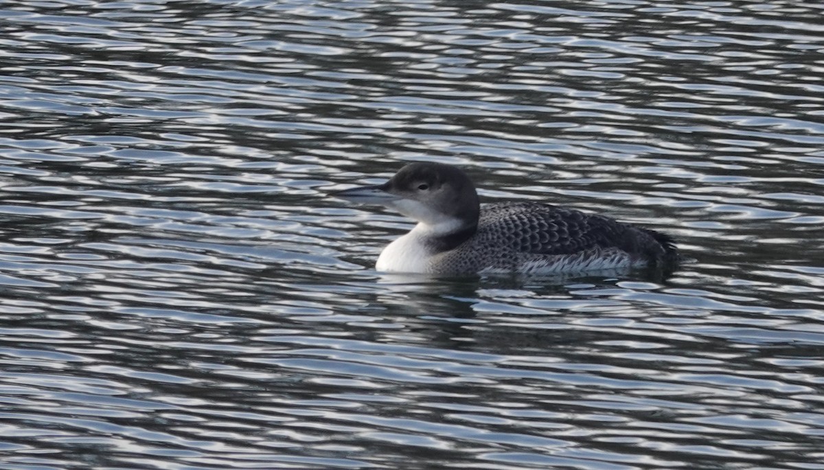 Plongeon huard - ML137718091