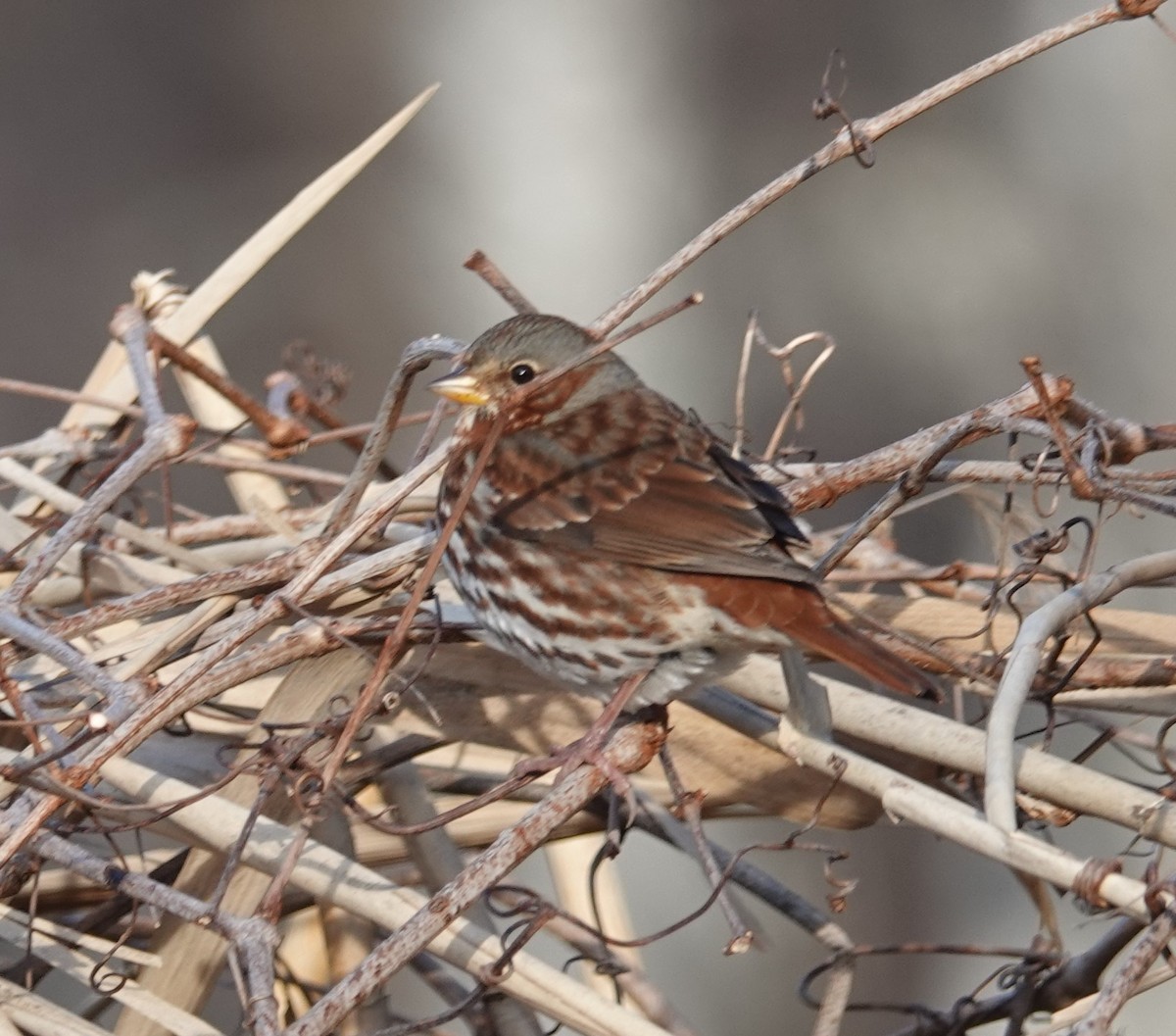 Fox Sparrow - ML137718321