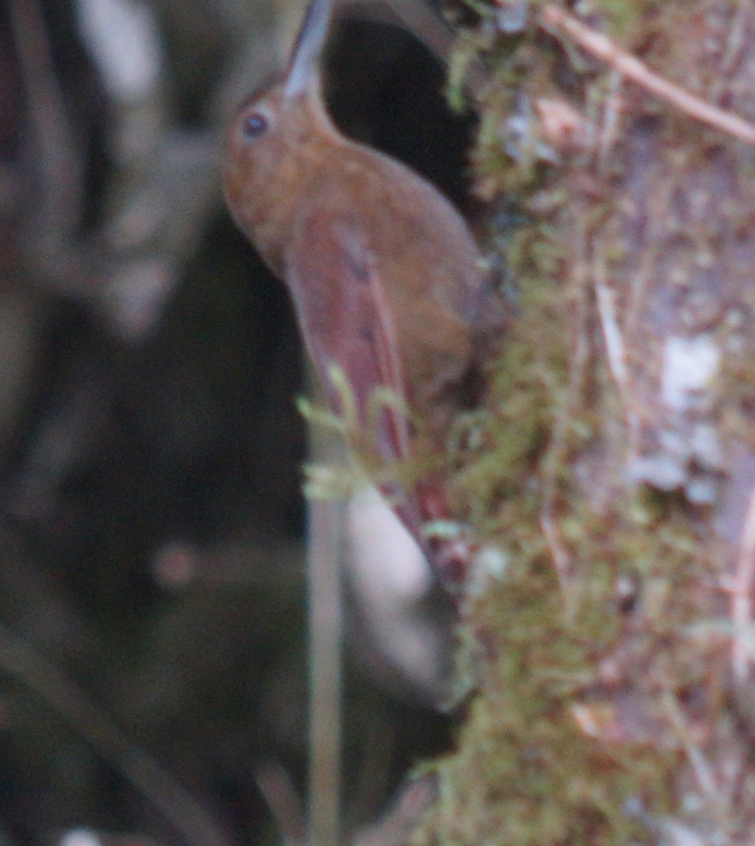 Tyrannine Woodcreeper - ML137719811