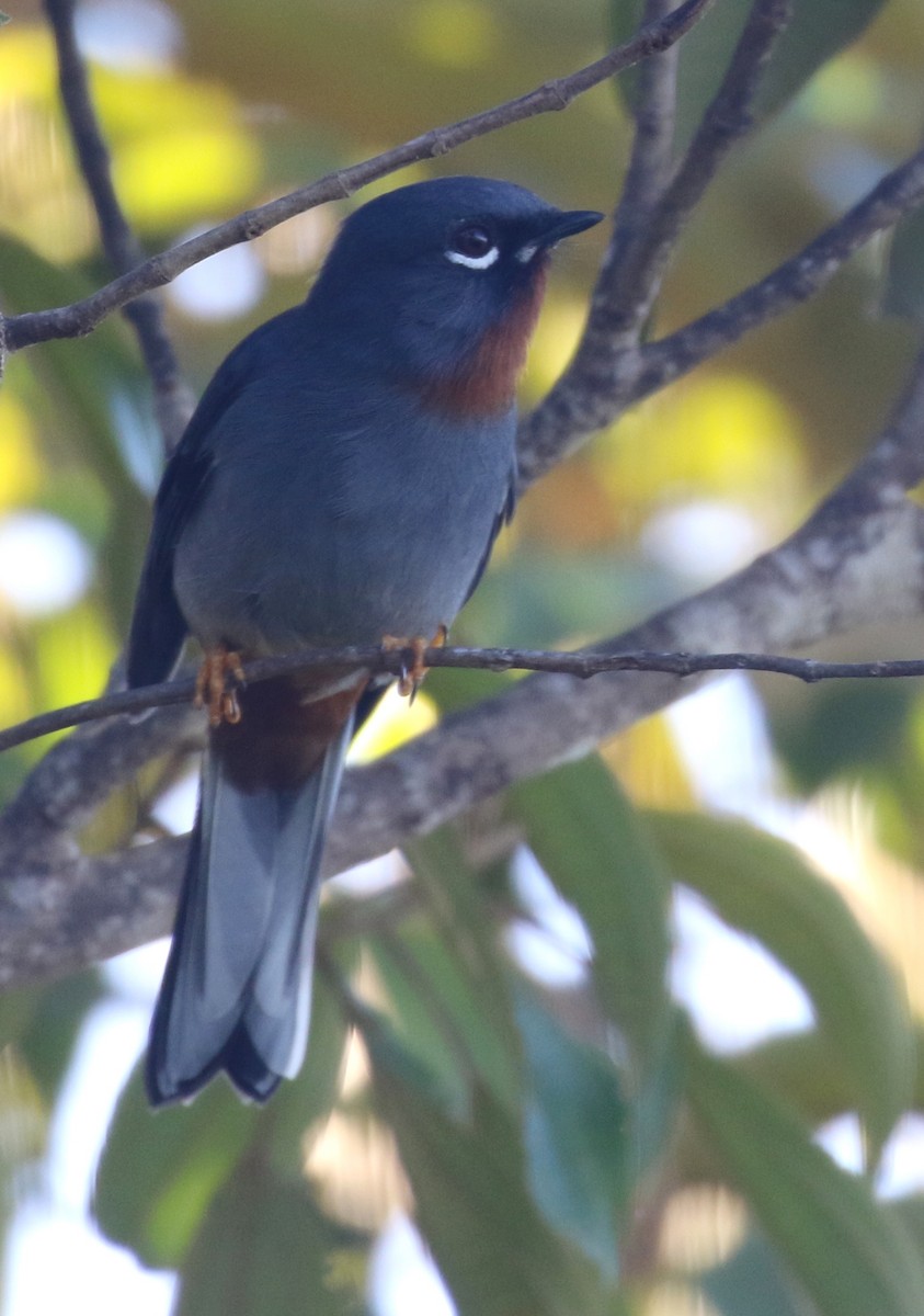 Rufous-throated Solitaire - Michael Woodruff