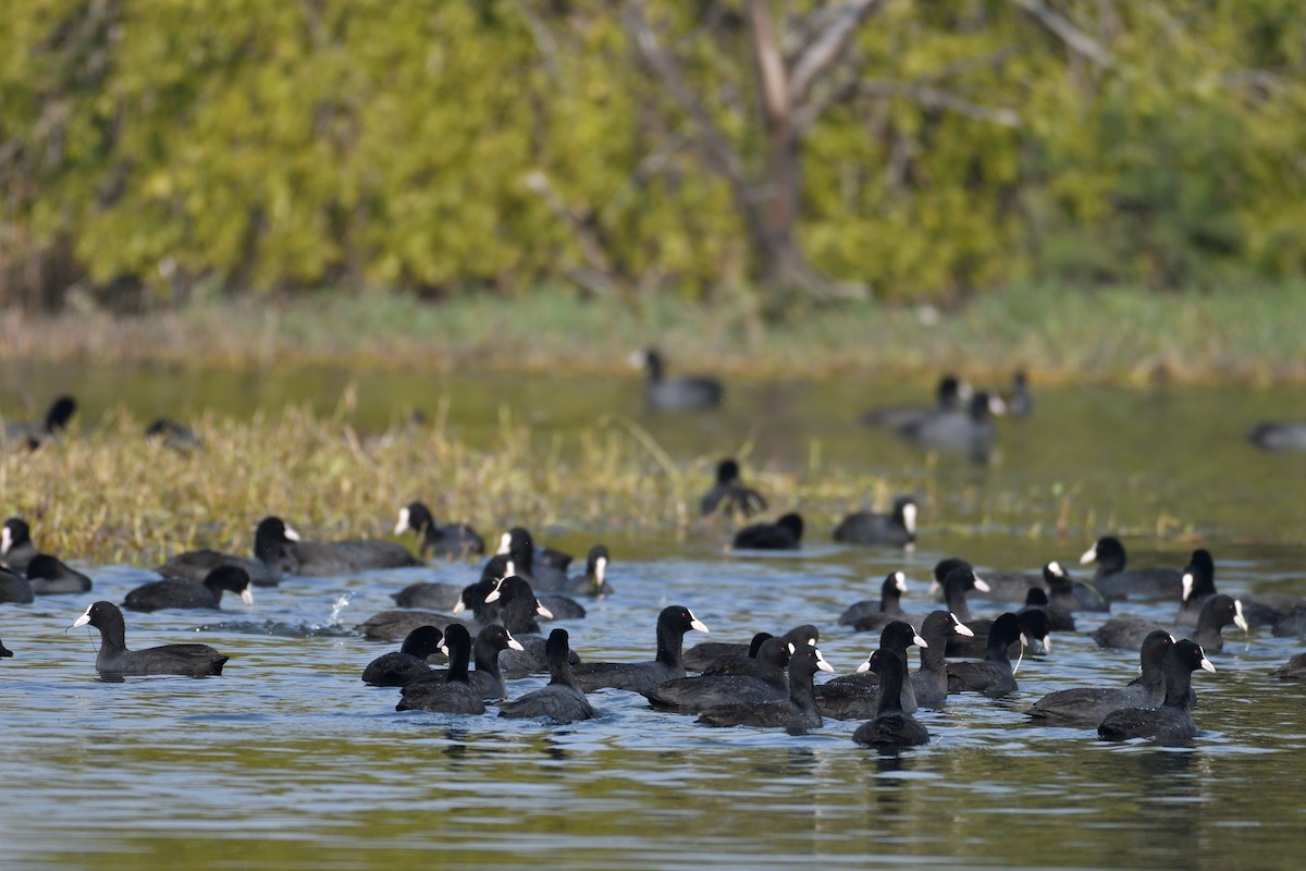 Eurasian Coot - Douglas Ball