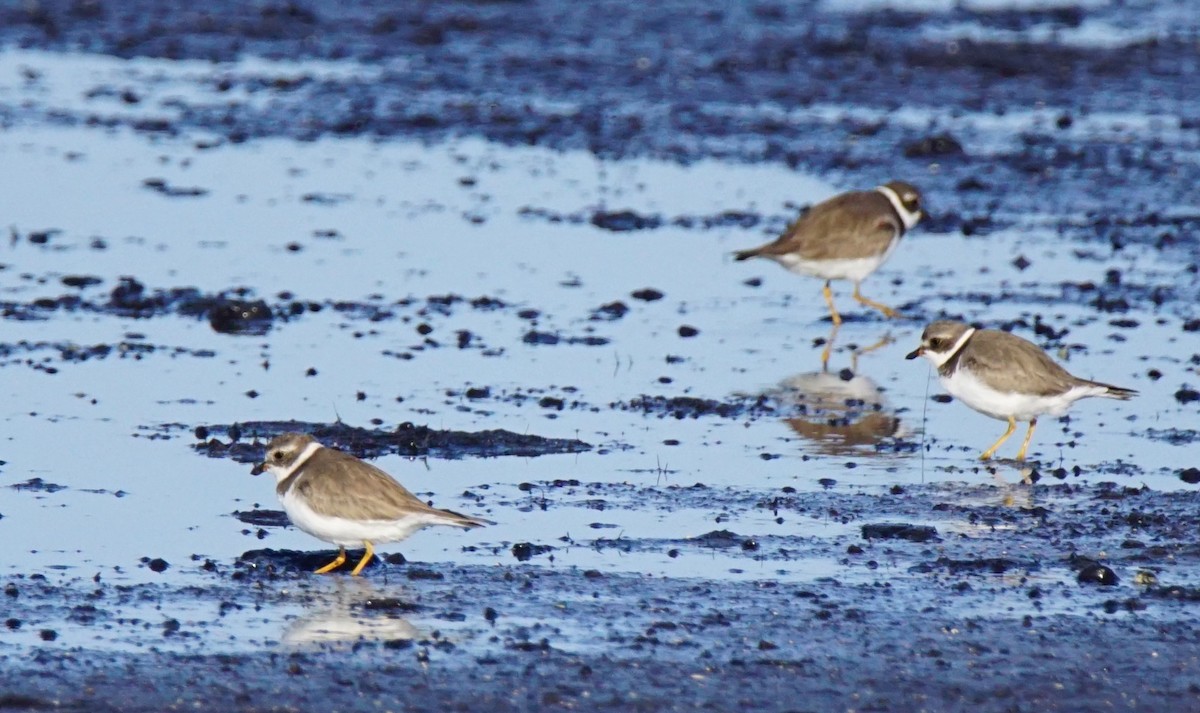 Semipalmated Plover - ML137724151