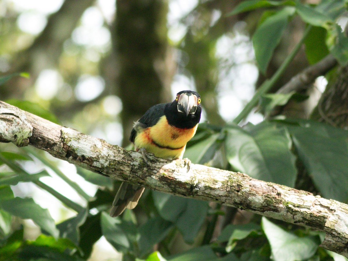 Collared Aracari - ML137724561