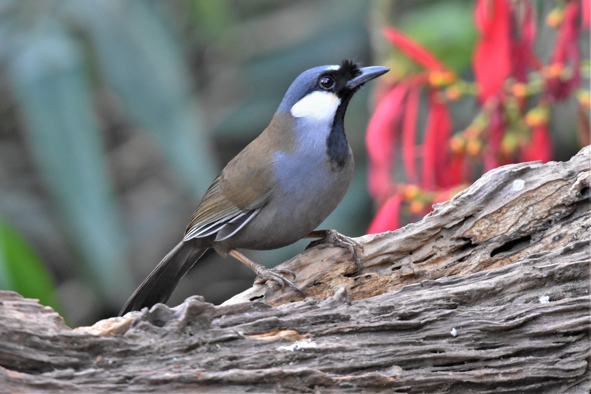 Black-throated Laughingthrush - Steve Bale