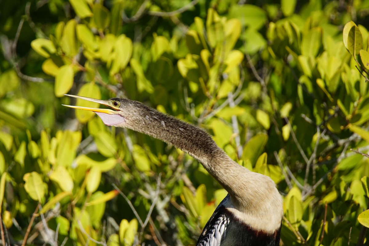 Anhinga - Nevine Jacob