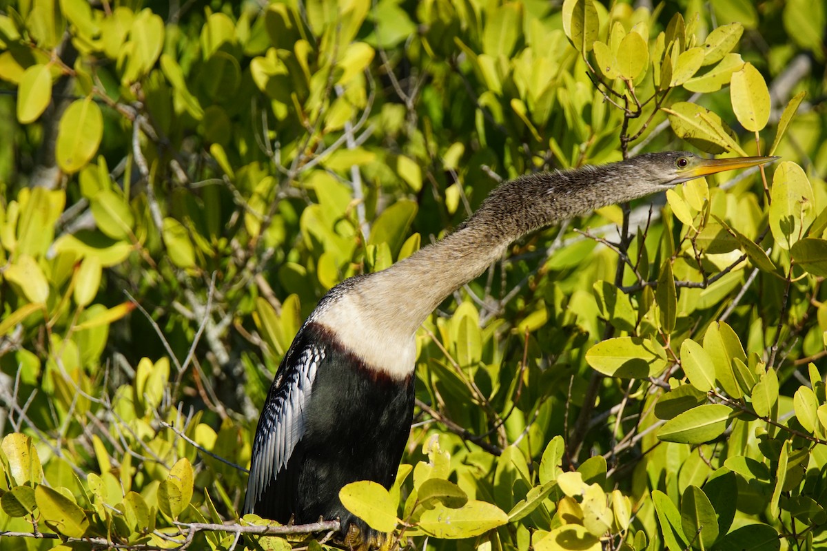 Anhinga - Nevine Jacob