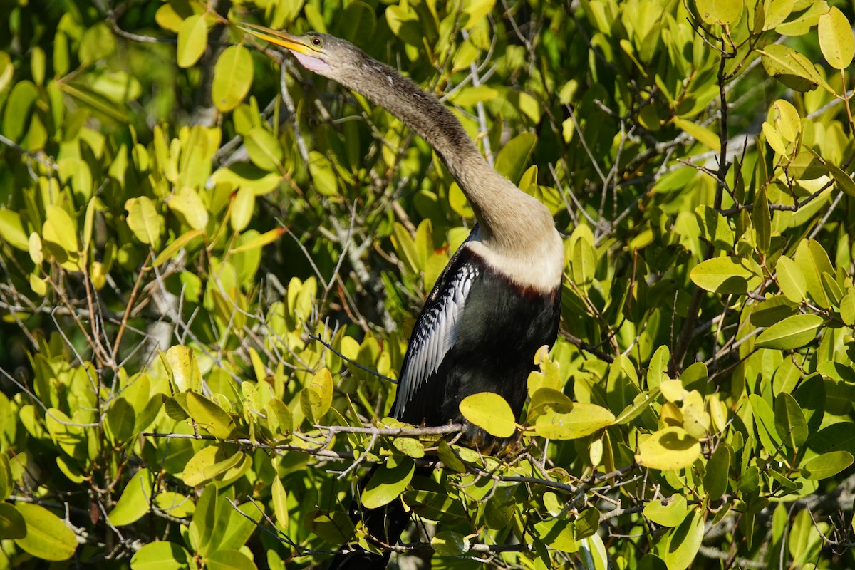 Amerika-Schlangenhalsvogel - ML137725341