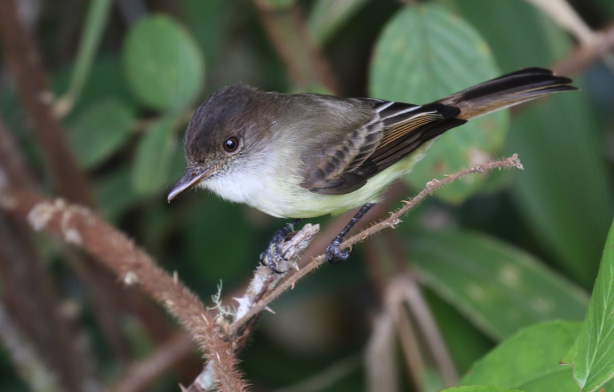 Sad Flycatcher - ML137725351