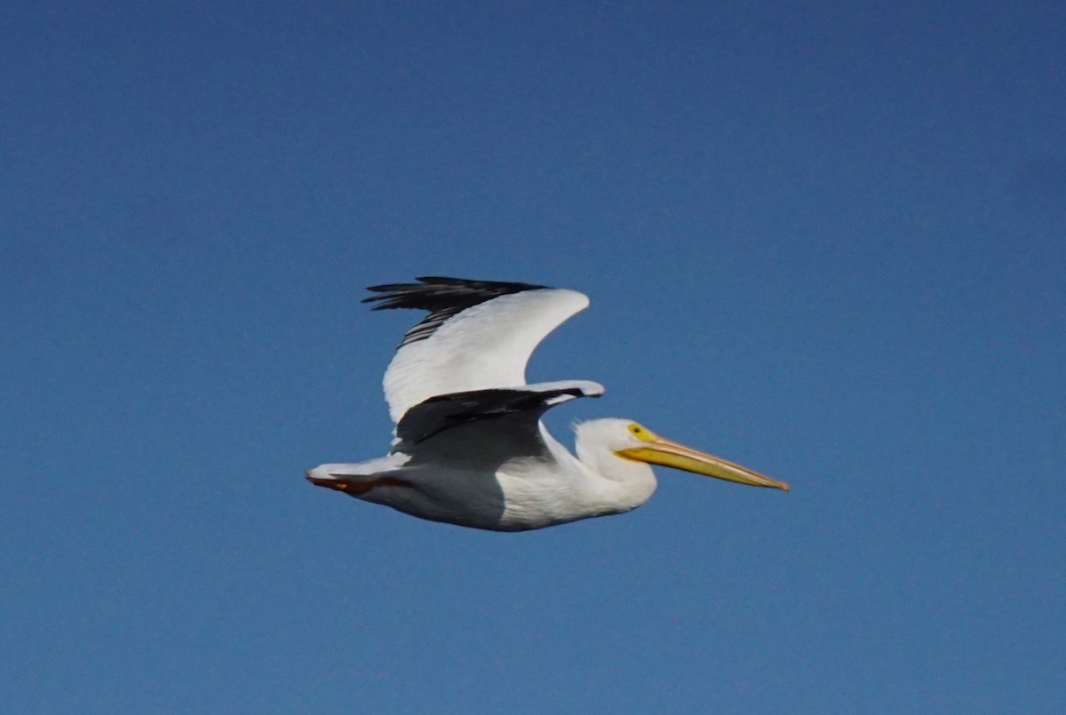 American White Pelican - Nevine Jacob