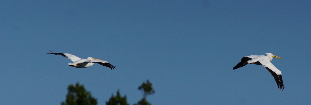 American White Pelican - Nevine Jacob