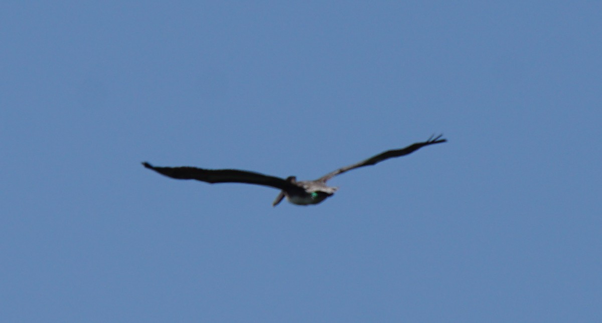 Brown Pelican - Nevine Jacob