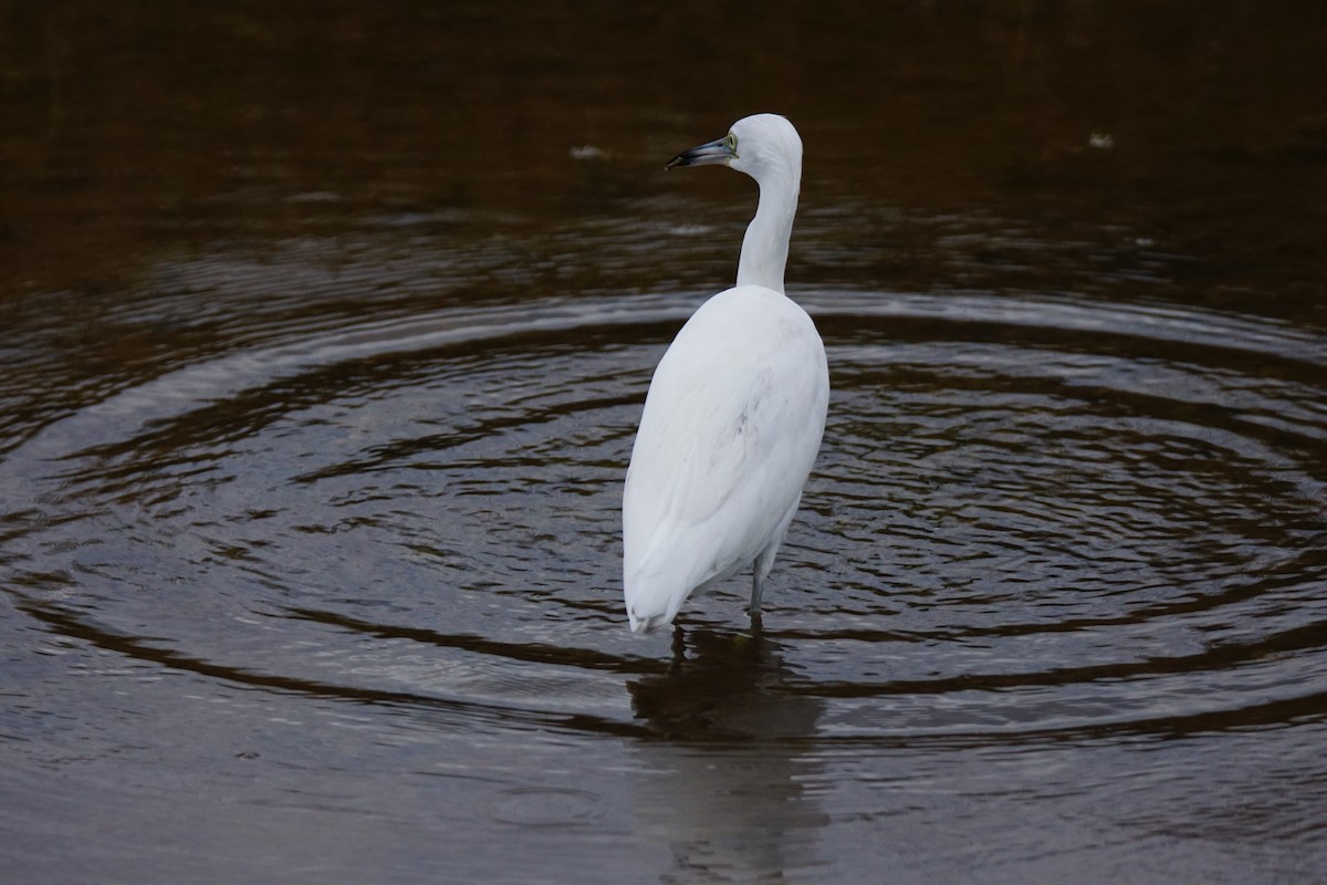 Little Blue Heron - ML137725711