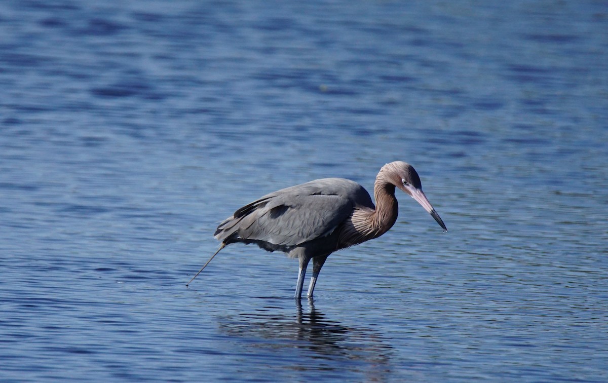 Reddish Egret - ML137725951