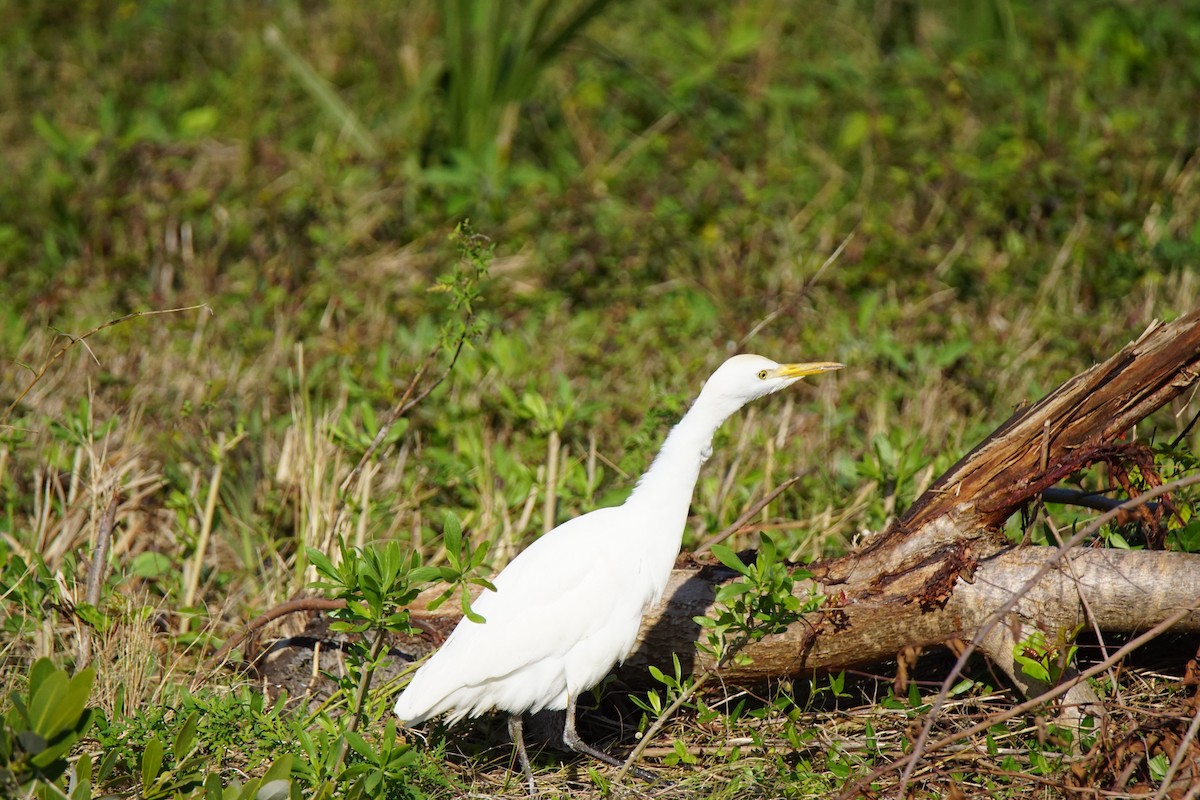 Western Cattle Egret - ML137726261