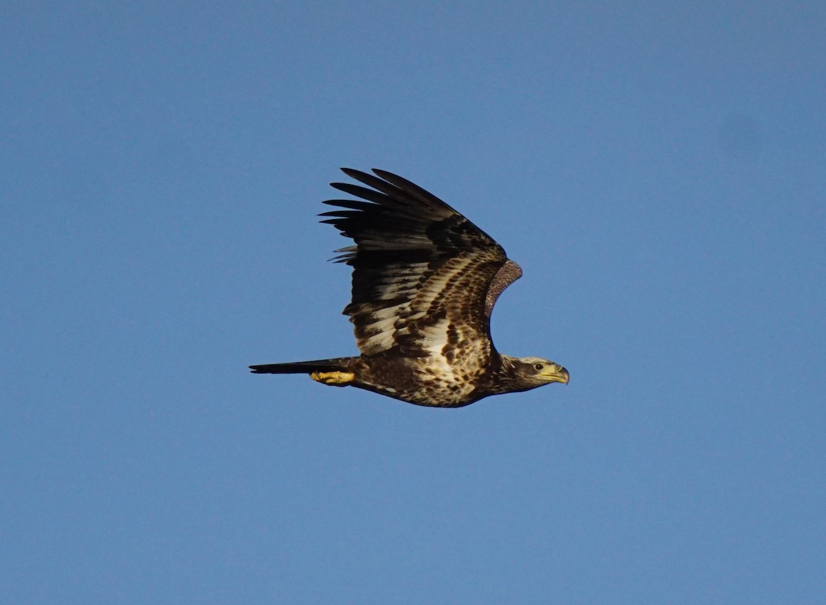 Bald Eagle - Nevine Jacob