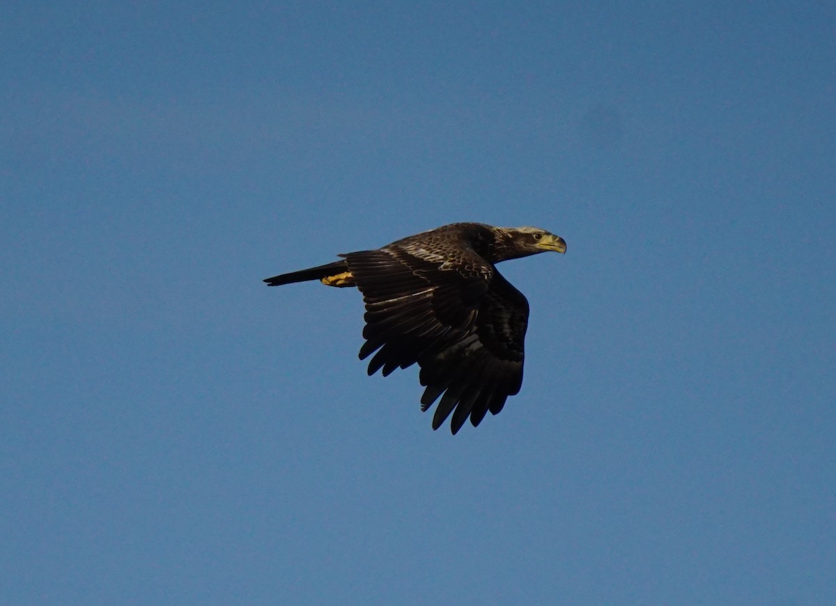 Bald Eagle - Nevine Jacob