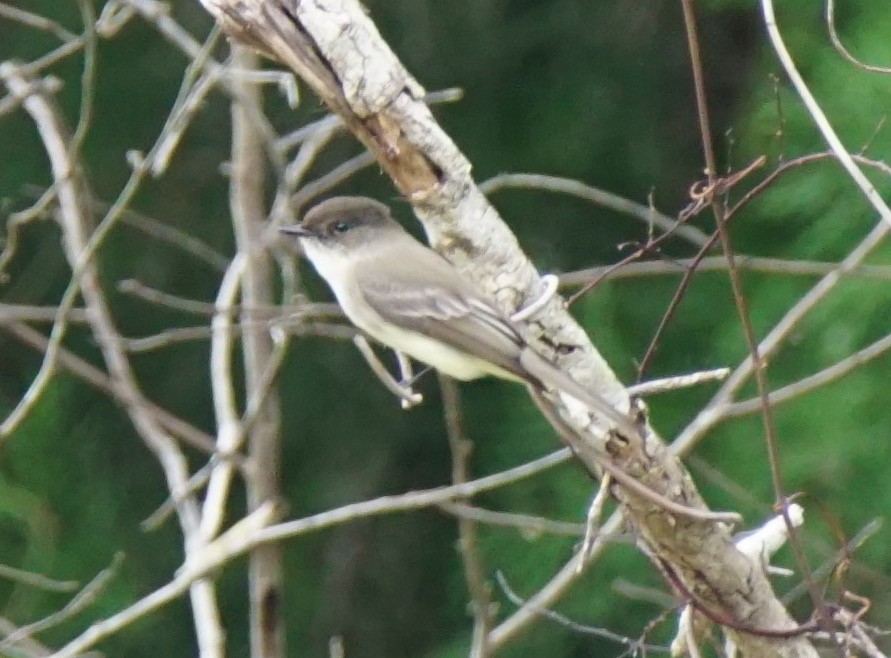 Eastern Phoebe - ML137726531