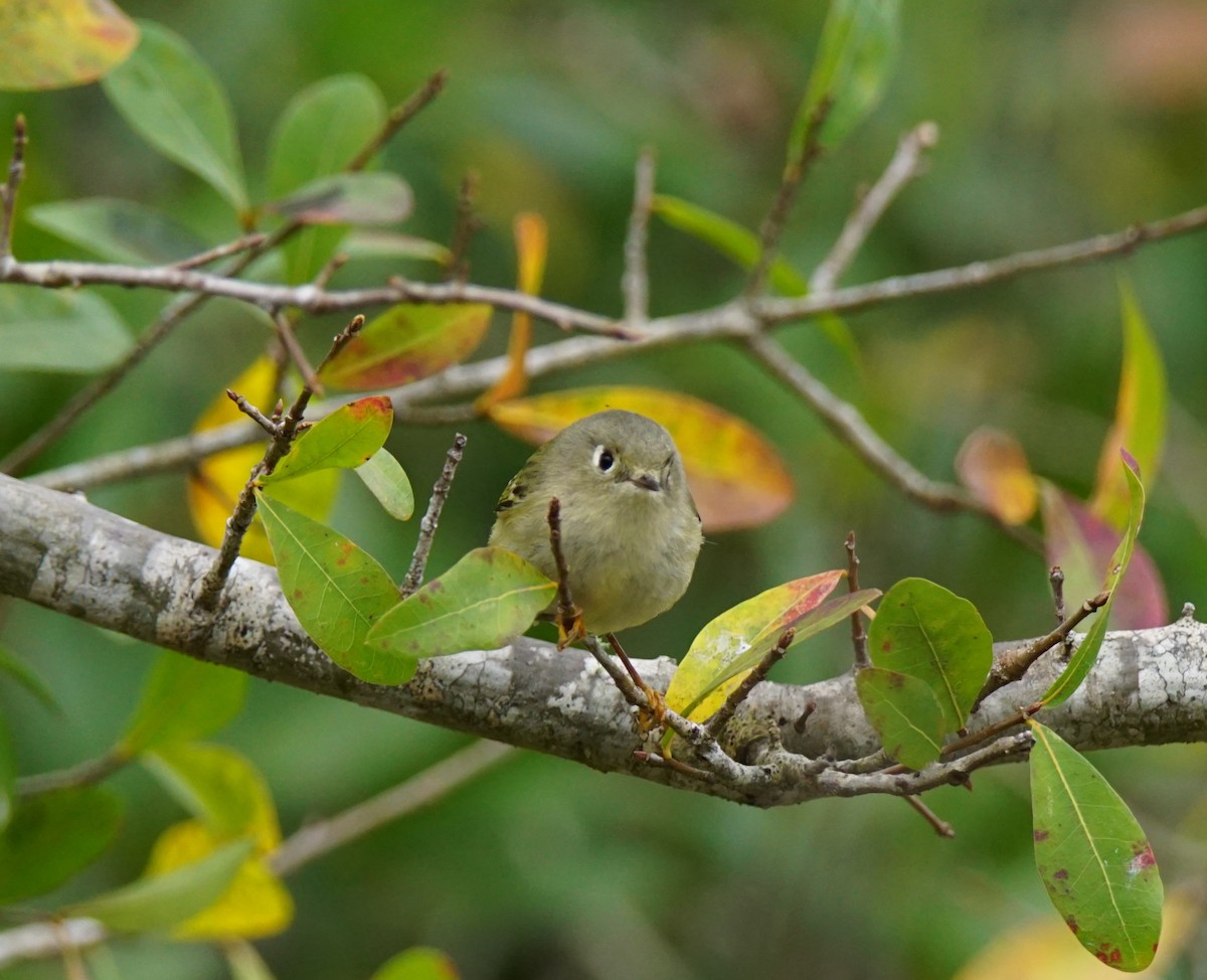 Ruby-crowned Kinglet - Nevine Jacob