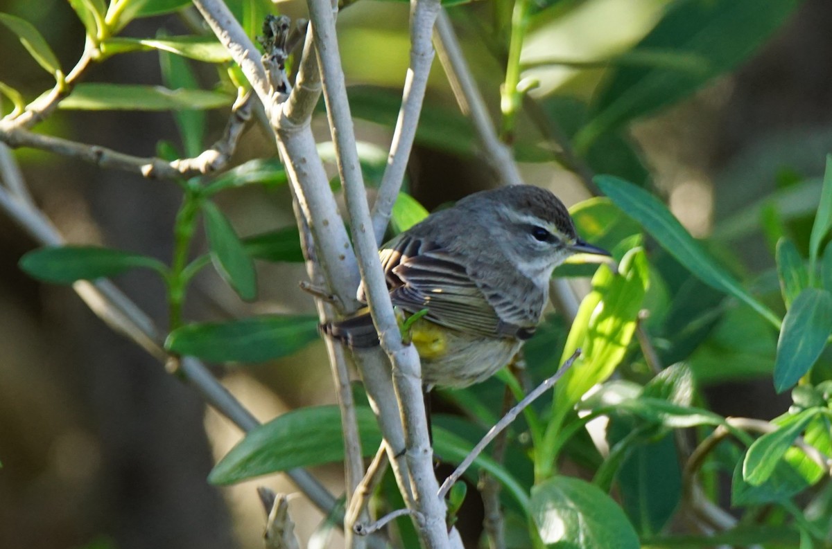 Palm Warbler - ML137727101