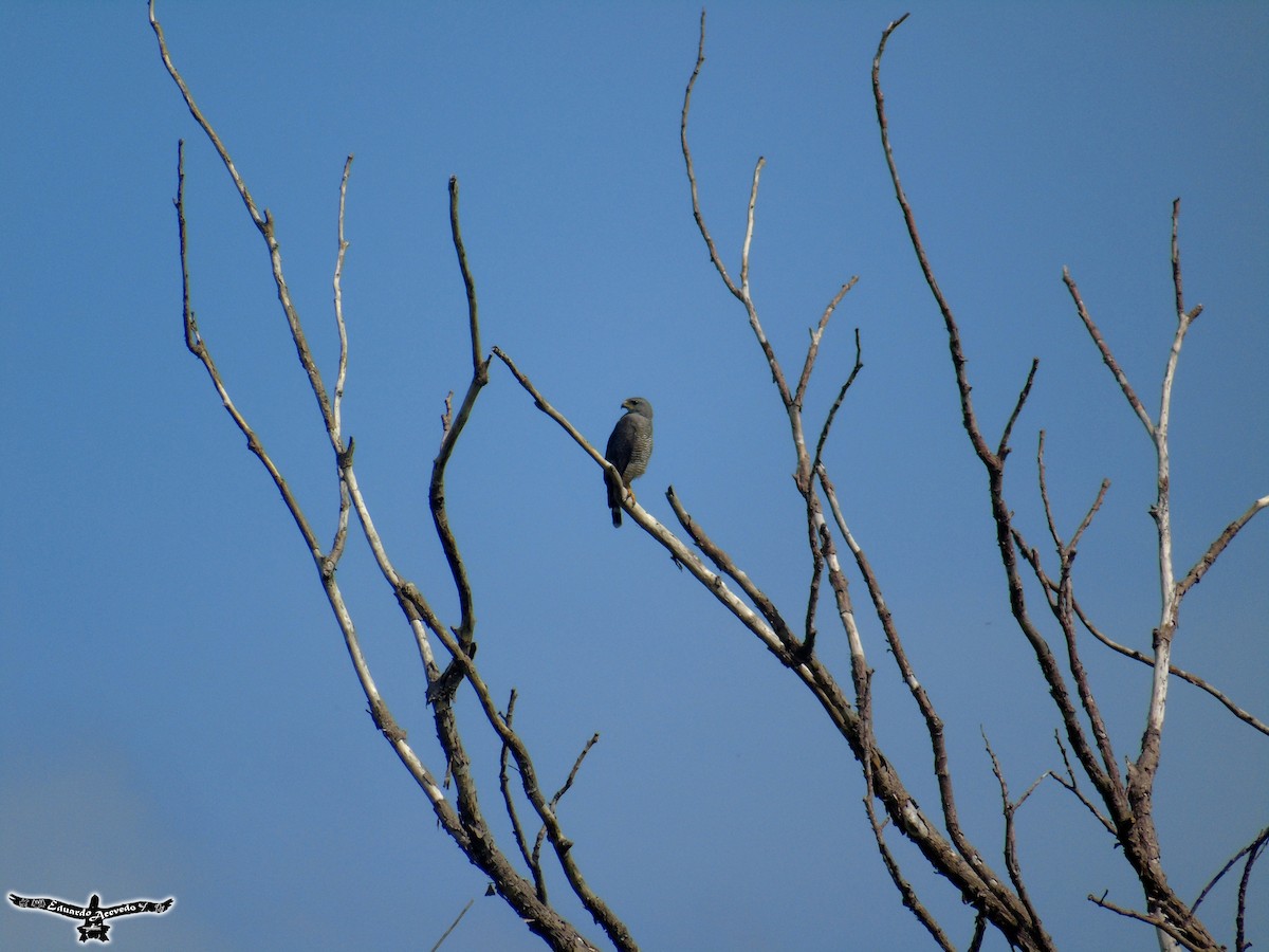 Gray Hawk - ML137727161