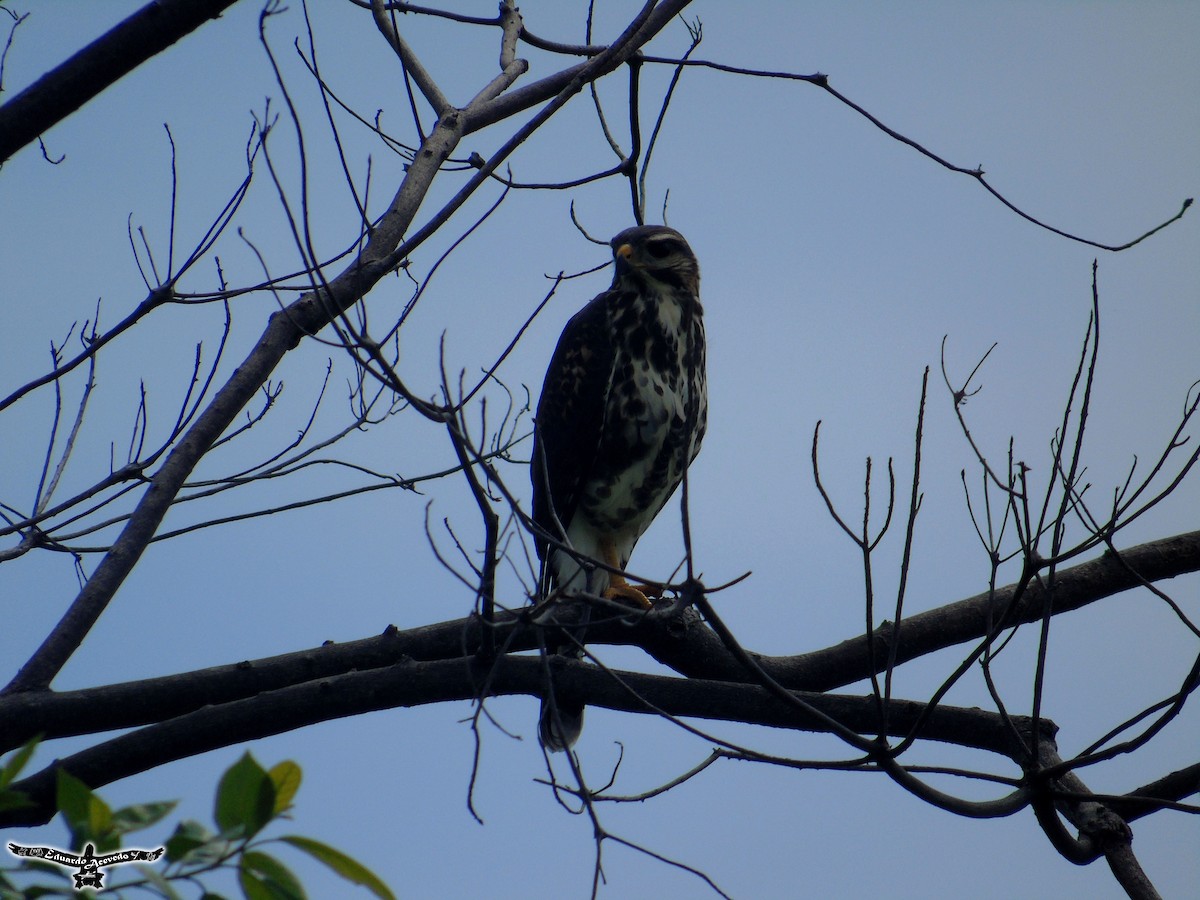 Gray Hawk - ML137728261