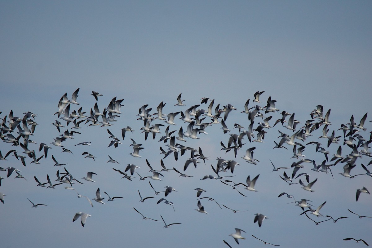 Black Skimmer - Nevine Jacob