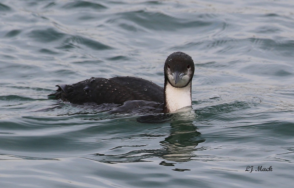 Pacific Loon - Linda Mack