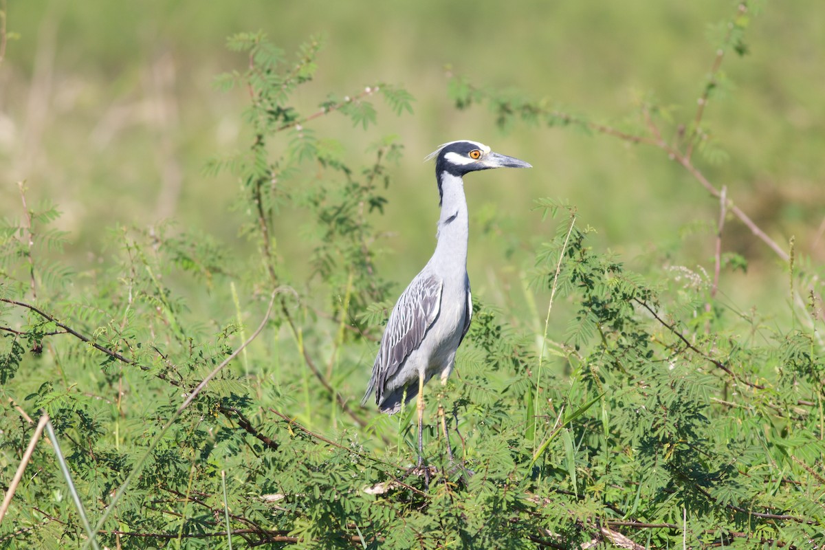 Yellow-crowned Night Heron - ML137730681