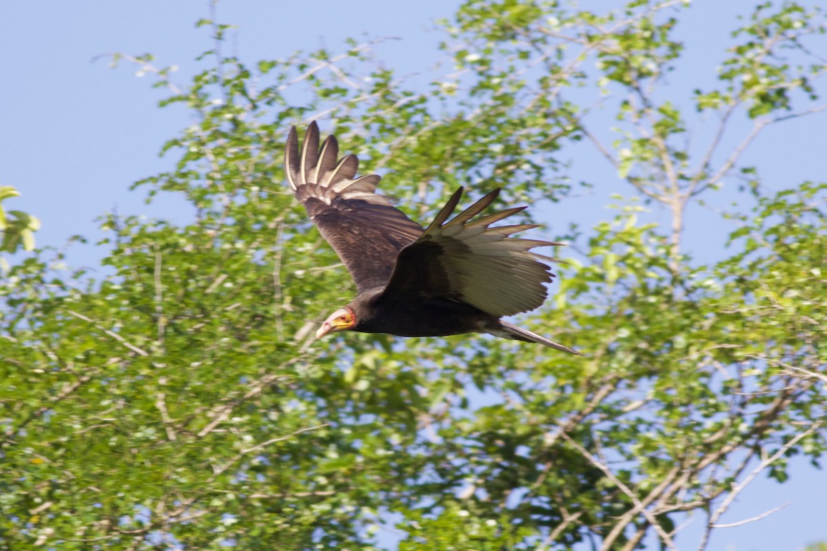 Lesser Yellow-headed Vulture - ML137730701