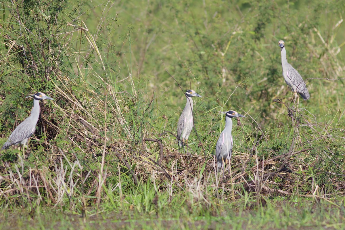 Yellow-crowned Night Heron - ML137730711