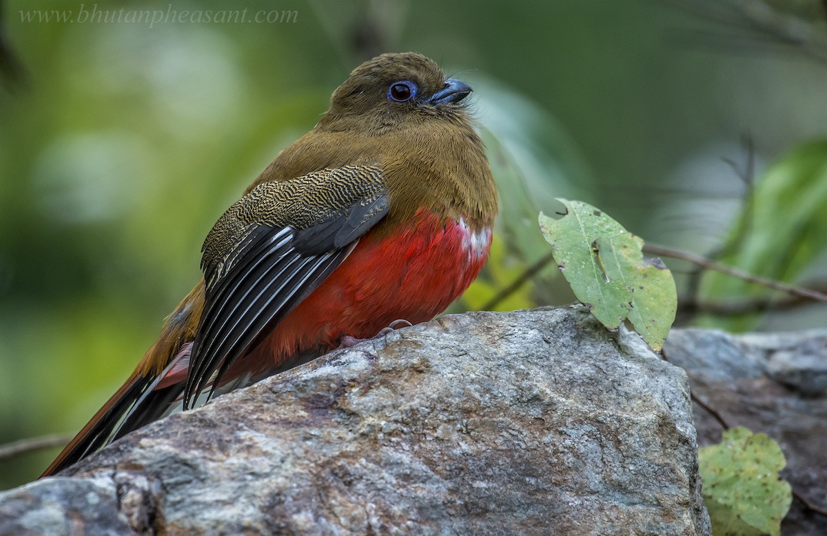 Red-headed Trogon - ML137730761