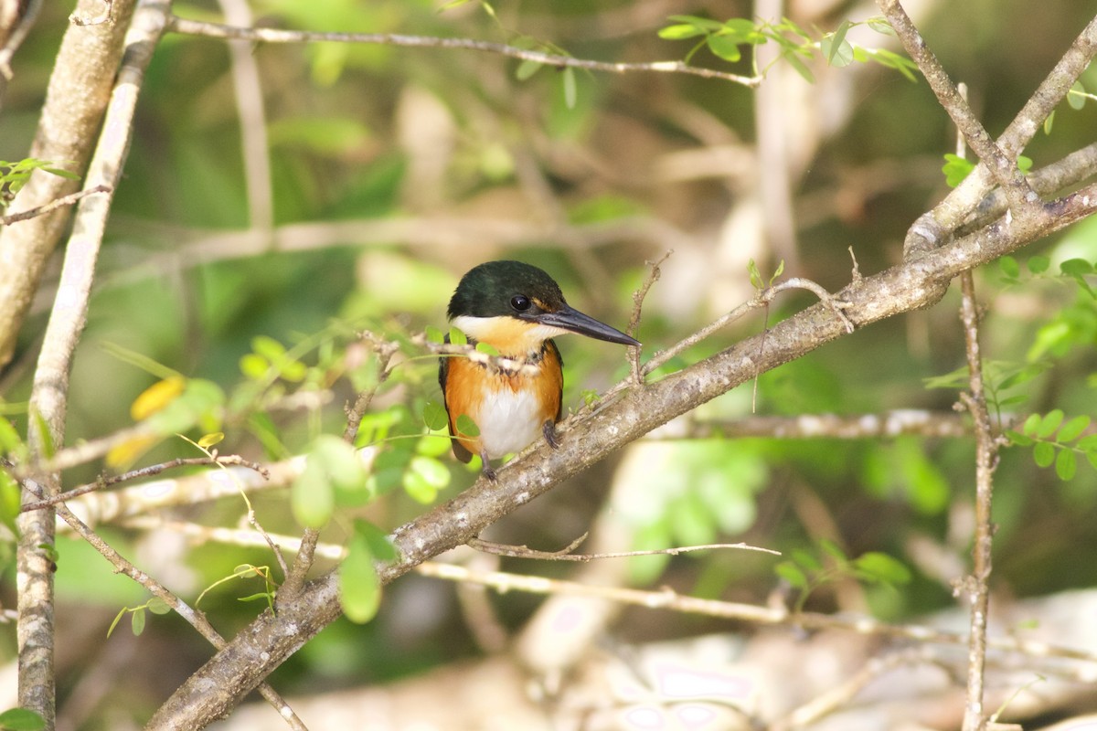 American Pygmy Kingfisher - ML137731131