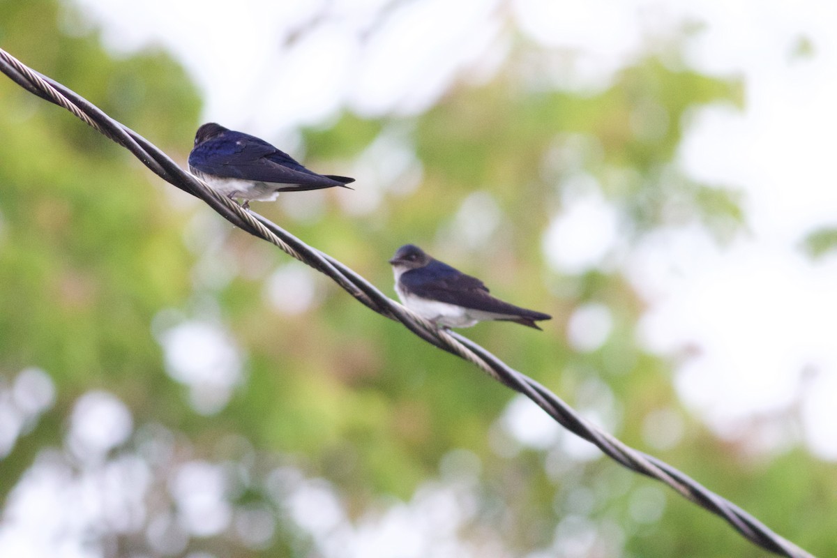 Gray-breasted Martin - ML137731391