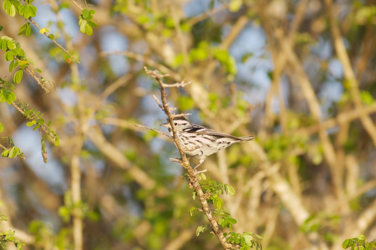 Black-and-white Warbler - ML137731631