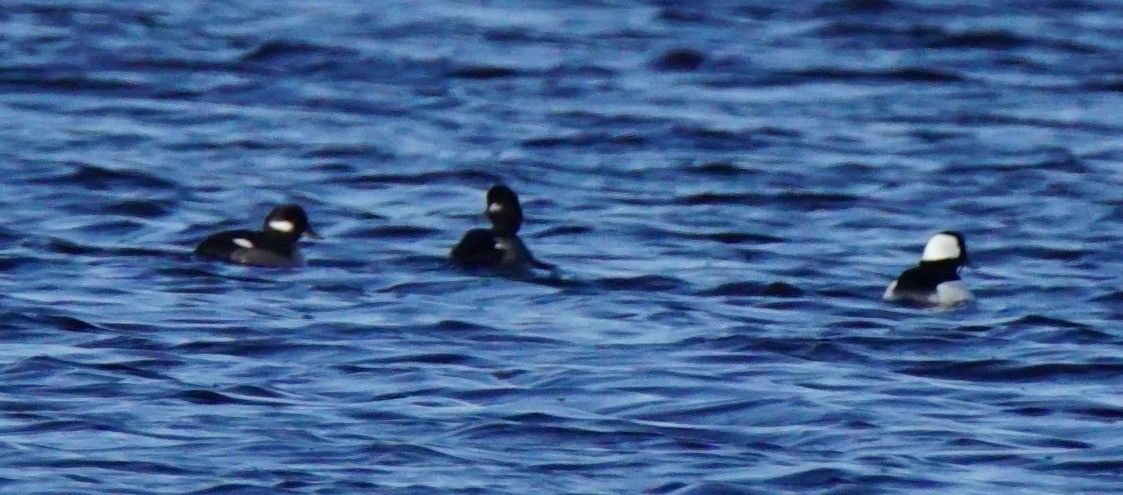 Bufflehead - Nevine Jacob