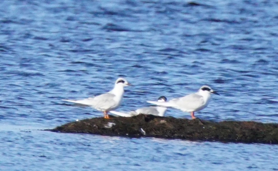 Forster's Tern - Nevine Jacob